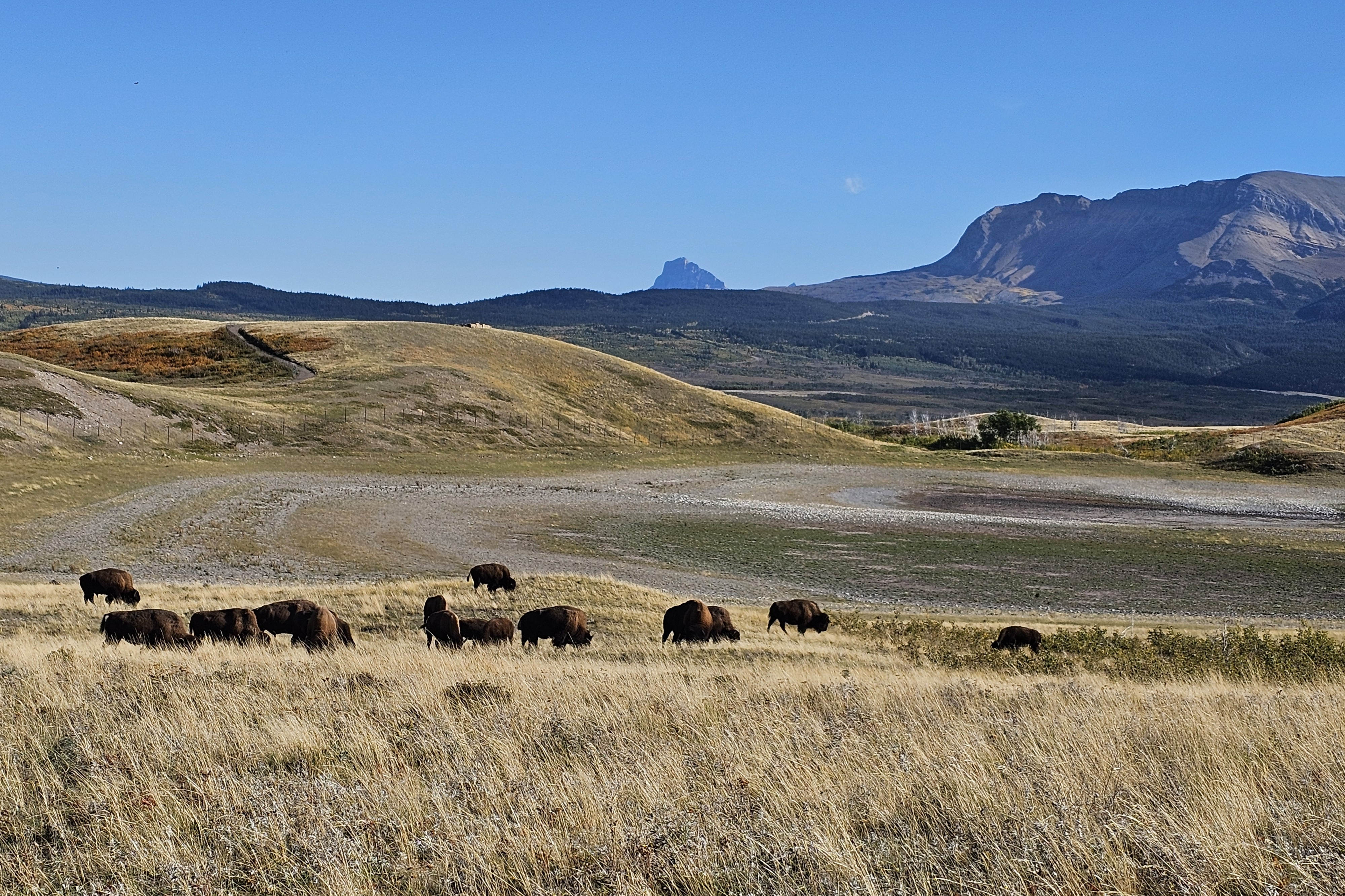 Bison Paddok